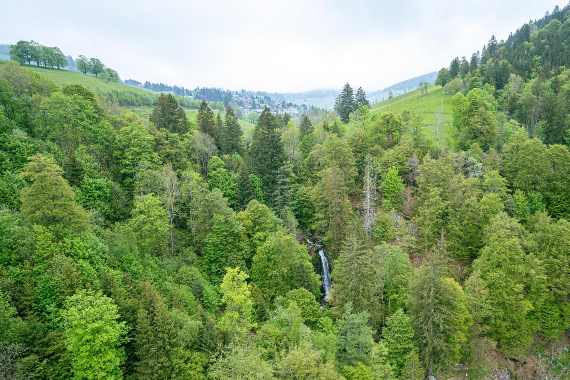Black Forest Hotel تودتناو المظهر الخارجي الصورة